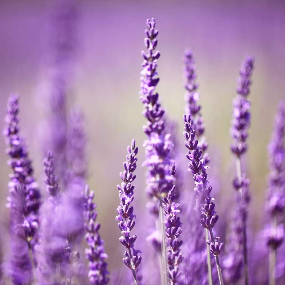 lavender in Provence